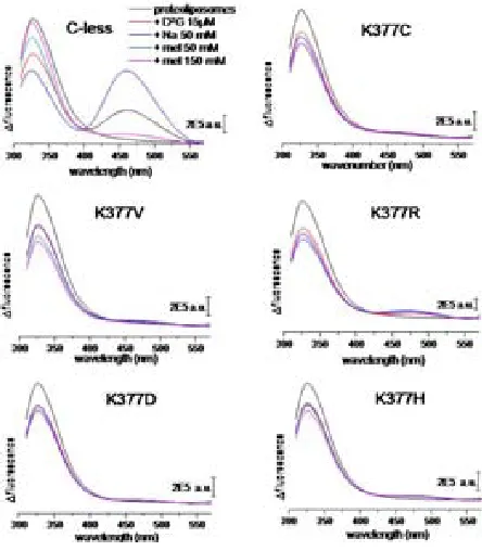 Figure 7.10 FRET analysis of the Lys-377 single mutants, for all 