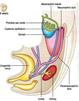 Figura 1. Dibujo esquemático que muestra las relaciones de los conductos genitales y el seno urogenital a la 6ª semanas de gestación