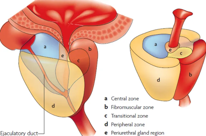 Figura 13. Dibujos esquemáticos que representa la próstata dividida según las zonas propuestas por McNeal