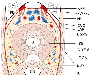 Figura 15. Dibujo esquemático axial a nivel de la sínﬁsis púbica. Se aprecian los ligamentos puboprostáticos (PV/PPL), cubiertos por la fascia endopélvica visceral (VEF), quedando el complejo venoso dorsal (DVC) bajo la misma
