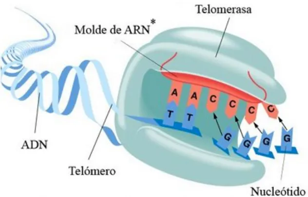 Figura 25. Dibujo esquemático que muestra el extremo de un brazo cromosómico conocido como telómero