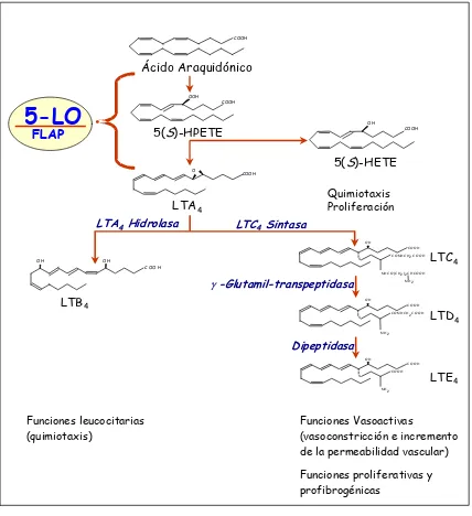 Figura 4. Biosíntesis y papel funcional de los mediadores lipídicos derivados de la actividad 5-LO:5(S)-HETE y LTs.