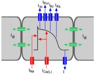Figure 9: Schematic representation of a cardiac action potential with voltage on the Inward sodium current 