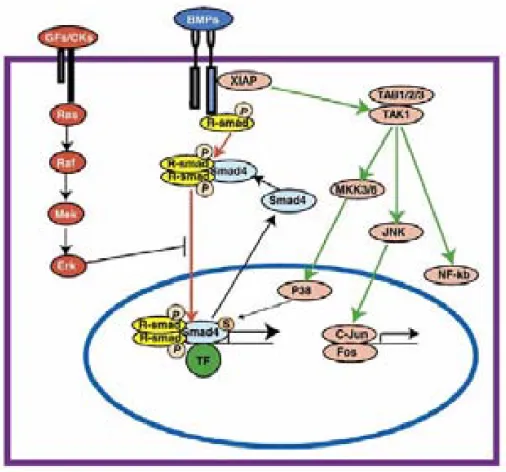 Figure 7. The BMP signaling transduction pathway. Adapted from 108