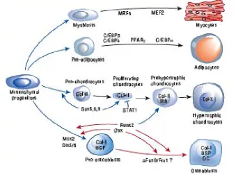Figure 10: Overview of the mesenchymal stem cell differentiation. Adapted from 123.