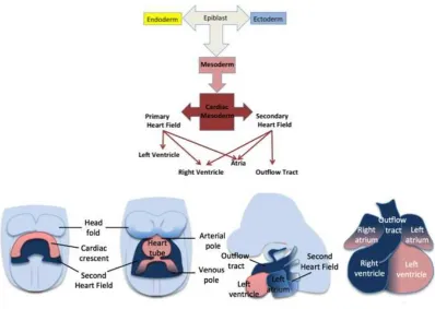 Figure 1.3: Heart Development can differentiate into cell types of all three germ layers: endoderm, mesoderm or ectoderm