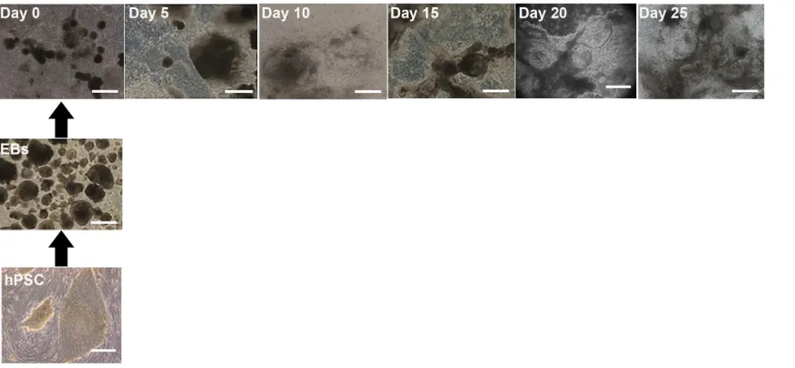 Figure 4.7 shows the evolution of cell cultures.  