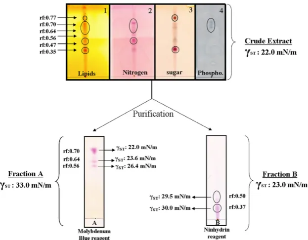 Fig. 3. Analysis of the extract produced by Sphingobacterium sp., 6.2S. (a) Crude extract developed by iodine vapours (lipids), Ninhydrin (Nitrogen), Molish (Sugar) andmolybdenum blue (Phospholipids)