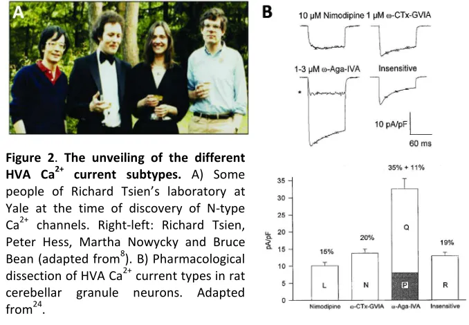 Figure 2. cerebellar fromPeter Hess, Martha Nowycky and Bruce Bean (adapted fromThe unveiling of the different HVA Ca2+ current subtypes