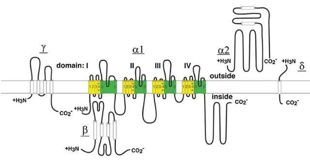 Figure 3. Subunit composition and structure of a HVA Ca2+ channels. Predicted helices are depicted as cylinders