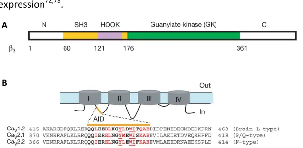 Figure 5. Schematic domain organization of interactions with the Ca(D14157). Residues forming the AID are in bold and those involved in CaVββββ subunit domains and AID sequence alignment