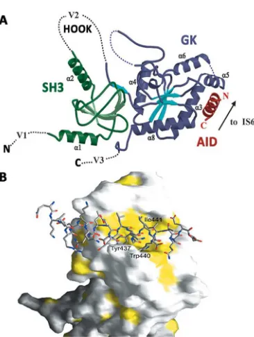 Figure 6. Structure of the CaA.complex. indicate regions absent from the structures. representation of the Casubunit (hydrophobic regions of ABP in yellow) with bound AID representation)