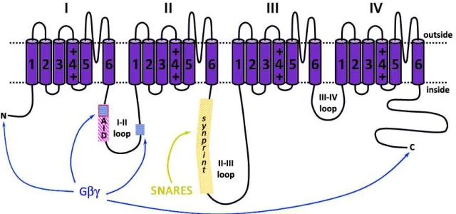Figure 7. Interaction sites of Gβγβγβγβγ and SNARE proteins on αααα1 subunit. Gβγ subunits interact with a QQIER amino acid motif inside the AID sequence and a more distal second domain (blue wefted squares) in the I-II loop, the N- and the C-terminus