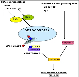 Figura 2. Vía de alteración mitocondrial en la apoptosis. Los efectos antagónicos 