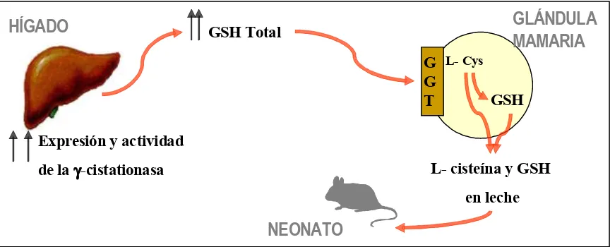 Figura 7. Flujo intertisular de GSH total durante la lactancia. Existe un flujo 