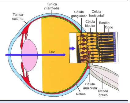 Figura 1.1. Globo ocular. Esquema del globo ocular en el que están representadas las capas que lo componen: túnica externa, intermedia y retina