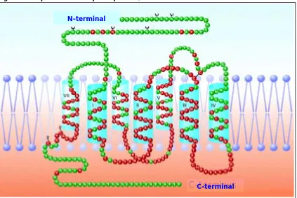 Figura 4. Esquema del receptor opioide µ en la membrana celular.  