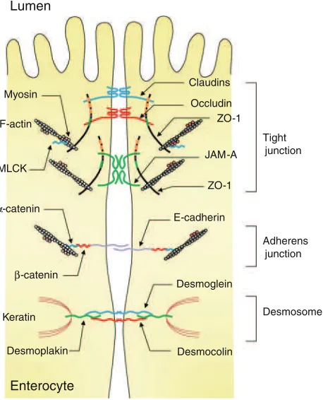 Figura 8 Estructura molecular de las uniones intercelulares de las células epiteliales intestinales