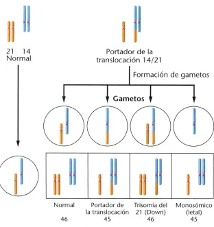 Fig. 2. Esquema de las posibles combinaciones de formación de gametos 