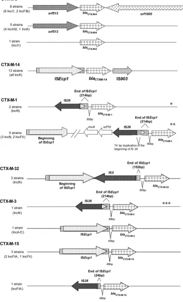 Figure 1. Representation of the genetic environment ofFilled arrows indicate the genes detected by PCR and sequencing