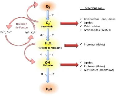 Figura 1: Generación de ROS en la célula. Reducción del oxígeno molecular a agua. Los principales ROS: 