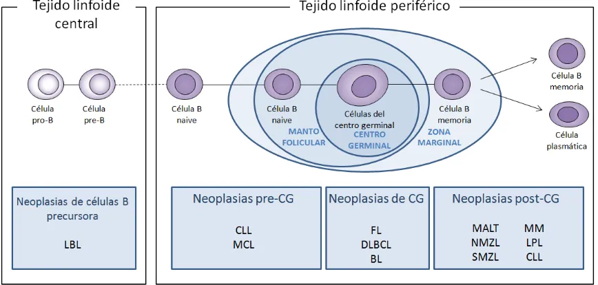 Figura 2. Linfomas de célula B que se han originado en distintas etapas del desarrollo madurativo 