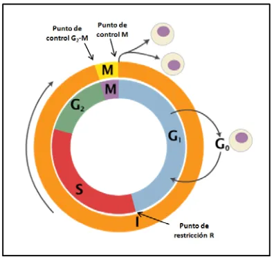 Figura 8. Ciclo celular con fases y puntos de 