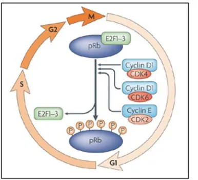 Figura 9. La ciclina D1 en la progresión del ciclo celular. La entrada en la fase S se caracteriza por la fosforilación de Rb mediante los complejos CDK4-ciclina D1, CDK6-ciclina D1 y CDK2-ciclina E
