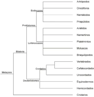 Figura 1. Filogenia de los Metazoos. Modificado de AGUINALDO et al. (1997), DE ROSA et al