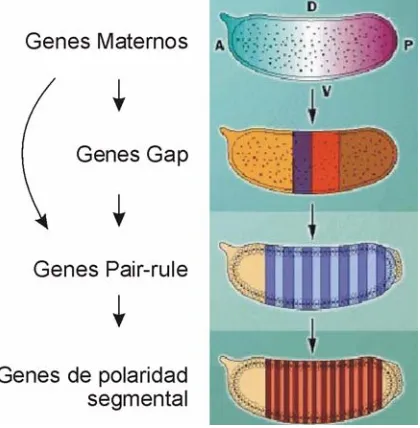 Figure 7. Segmentation genes activation cascade. Embryos are shown as in Figure 5. A, anterior; P, posterior; D, dorsal, y V, ventral