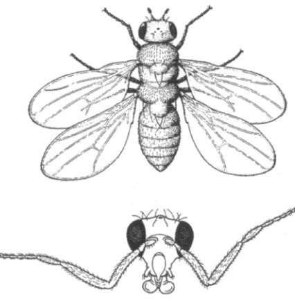 Figure 8. Homeotic transformations in gene in homozigosis transforms the antenna in a pair of legs