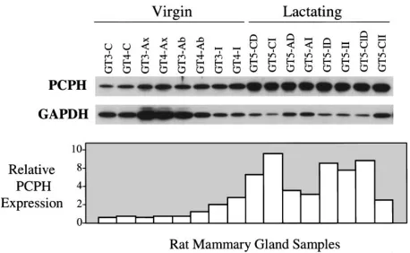 Figure 2. Expression levels of PCPH in extracts of mammary glands dissected from virgin or lactating animals.