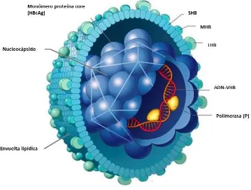 Figura 2: Partículas subvirales (SV) y viriones (V) completos del VHB con microscopía electrónica