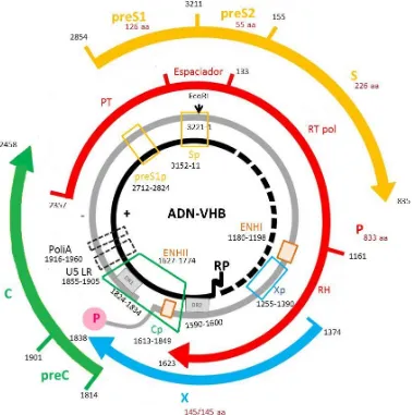Figura 3: Organización del genoma del VHB (ADN-VHB) dentro de la partícula viral. Se representa la hebra(+) en negro con el ribonucleótido (RP) unido al extremo 5’ y la hebra(-) en gris con la polimerasa (P) unida al extremo 5’