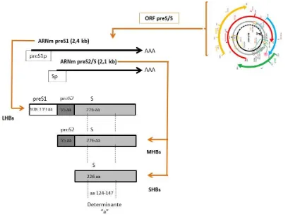Figura 4: Representación de las proteínas de la envuelta del VHB. El ADN-VHB representado en la parte superior derecha se transcribe a dos ARNm: ARNm preS1 desde el promotor preS1 (preS1p) y ARNm preS2/S desde el promotor S (Sp)