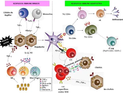 Figura 19: Interacción entre hepatocitos infectados y células del sistema inmune [109]