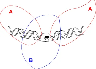 Figura 34. Mecanisme d’actuació de la Ciprofloxacina. Les 2 subunitats de l’ADN-Girasa estan 