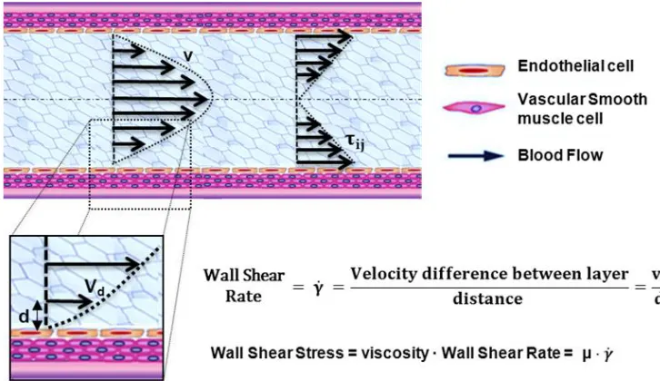 Figure 1.2: Hemodynamic forces that act on blood vessels. Wall shear stress (WSS) is proportional to theproduct of the blood viscosity (µ) and the spatial gradient of blood velocity at the wall (dv/dy).