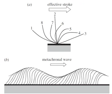 Figure 1.1: Schematic of the motion of an individual cilium and the collectivemotion of cilia