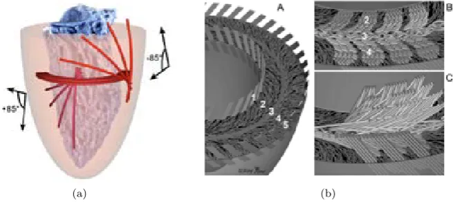 Figure 2.9: Illustration of the concept of the Khrel's Triebwerkzeug (a), and a moredetailed description of how the structural alignment of ﬁbers should be in this modelat the equatorial short axis