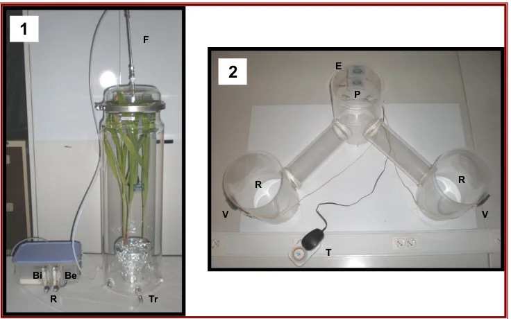 Figura 1. Sistema de col·lecció de compostos orgànics volàtils a partir de plantes senceres de Trampa amb producte adsorbent)