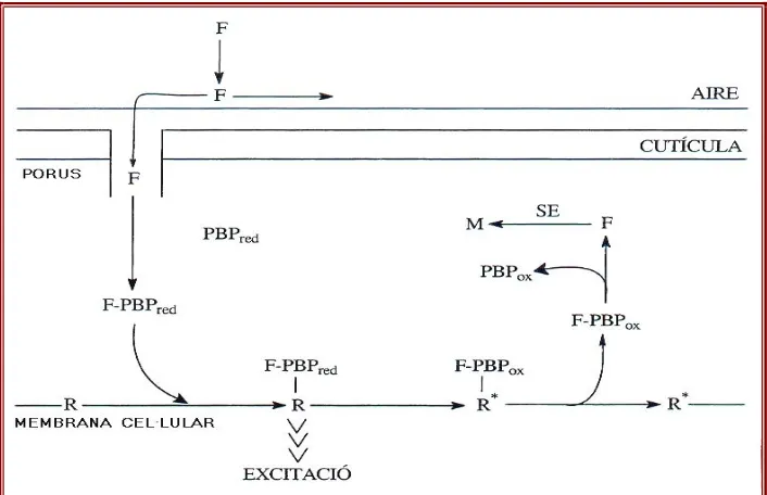 Figura 6. Model de Kaissling (1996) modificat. El mecanisme de desactivació ràpida de la forma parcialment reduïda (PBPesterasa sensilar)