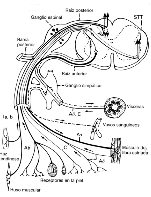 Figura 1.  Esquema simplificado de un nervio raquídeo. STT, haz espinotalámico. (Reproducida de Loeser JD, Butler SH, Richard Chapman C, Turk DC, eds