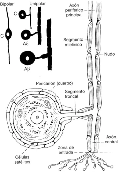 Figura 2.  Formas del pericarion de las neuronas aferentes primarias. Esquema de las relaciones de una fibra A con células satélites, segmento inicial del axón, ramas periféricas y centrales del axón principal, segmentos mielínicos, y zona de entrada en el