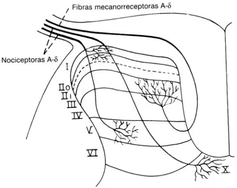 Figura 4.  Esquema de trayectoria y terminación de las colaterales de las fibras A-dorsal de la médula espinal