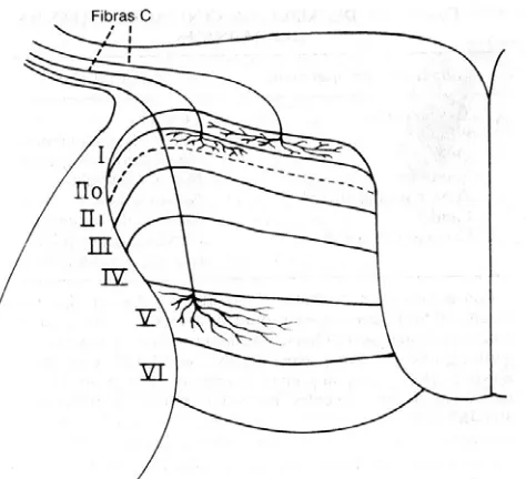 Figura 5.  Esquema del trayecto y terminación de las colaterales de aferentes amielínicas C en el asta dorsal