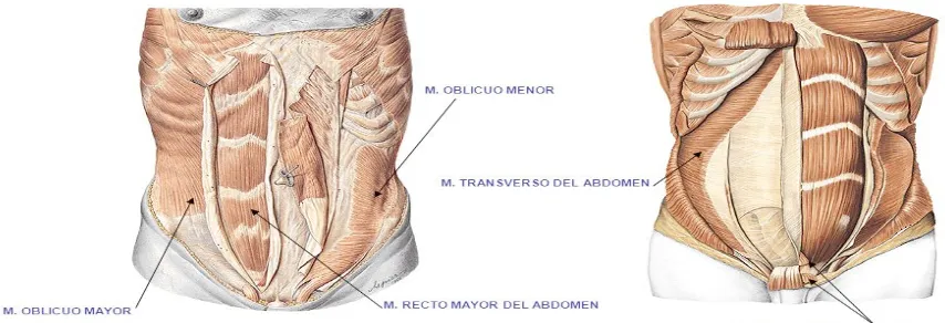 Figura 1. Músculos de la pared abdominal[5]