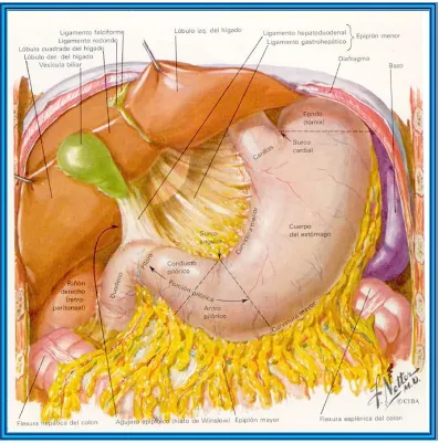 Figura 4. Relaciones anatómicas del estómago[9]