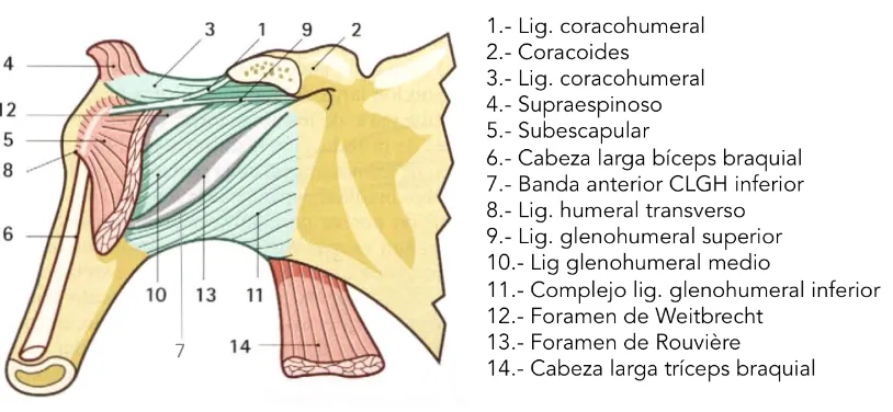 Figura 1. Principales ligamentos de la articulación glenohumeral (color verde). Adaptado de Rouvière y Delmas, 2005