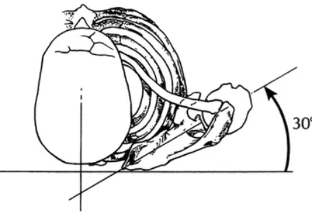 Figura 2. Plano de la escápula. Tomado de McCluskey y Getz, 2000. 
